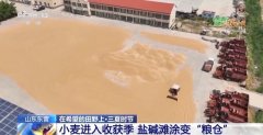 新品种新手艺齐上阵 多地一片好“丰”景